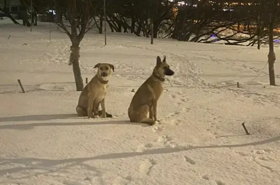 Найдены две собаки на Путилковском шоссе, Москва.