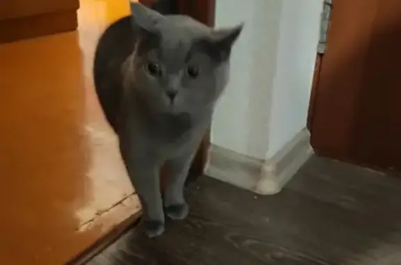 Найден серый британский кот или кошка на 3-м Сосновом проезде, 4А, Кострома