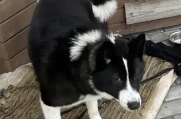 Пропала собака Лайка в Большом Полпино