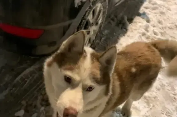 Собака найдена на улице Юности, 1 в Солнечногорске