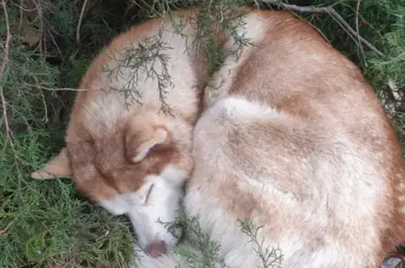 Найдена крупная собака на Астраханской, 90Б в Анапе