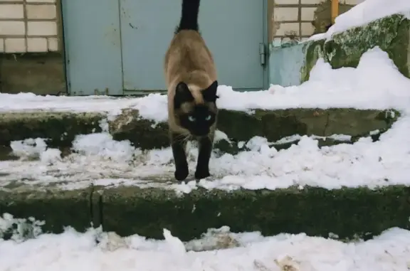 Найдена сиамская кошка в Мигалово, ул. Громова, 12