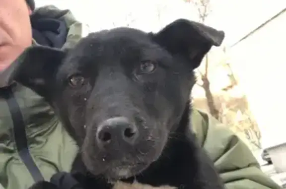 Найден щенок на ул. Рождественского, 6 в Челябинске