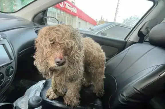 Собака найдена на трассе Максимовка, Уфа.