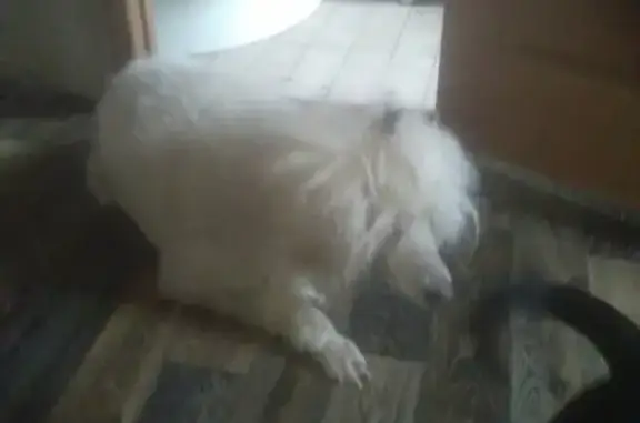 Найдена собака, Ростов-на-Дону, фото: Найдена собака на Большой Садовой, Ростов-на-Дону