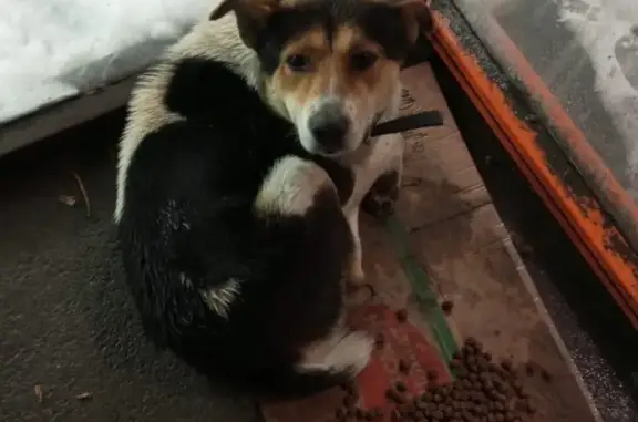 Найдена домашняя собака на пр. Ленина, Ростов