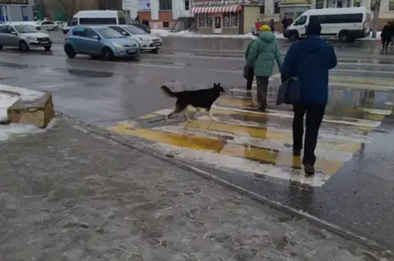 Собака ищет хозяина на остановке Татар базар, Бакинская улица, 92, Астрахань