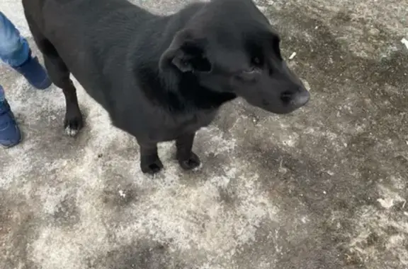 Найдена черная собака на улице Строителей, 21