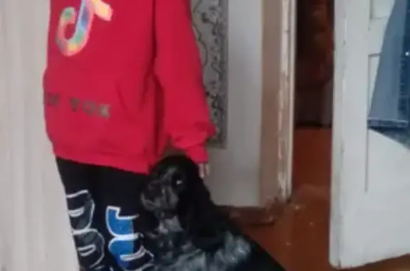 Пропала собака породы русский охотничий спаниель на улице Герцена, 19, Еманжелинск