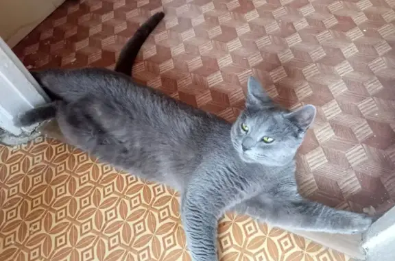 Найдена кошка на улице Осьмова, Гусь-Хрустальный