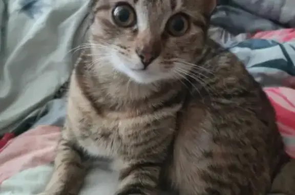 Кошки потеряшки, Ижевск, фото: Потеряшка кошка на ул. Степана Разина, 56, Ижевск