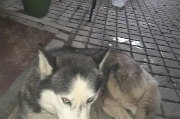 Найдена собака, Ростов-на-Дону, фото: Собака хаски с раненой лапой на Портовой, 191, Ростов-на-Дону.