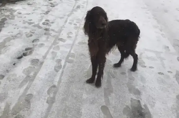 Найдена собака, Ростов-на-Дону, фото: Собака на пр. Стачки, 210 в Ростове-на-Дону