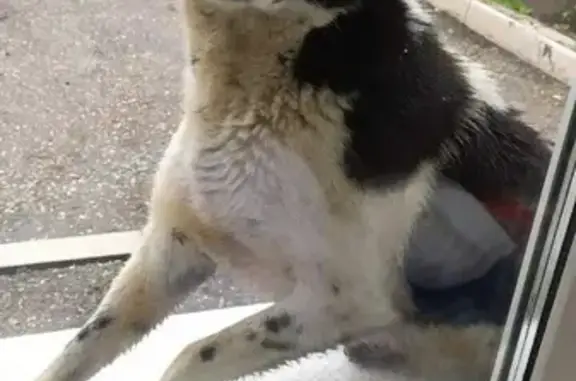 Пропала стерилизованная собака на Песчано-Умётской улице, Саратов