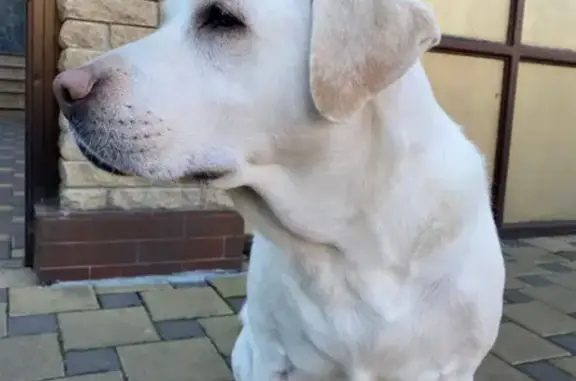 Объявления о пропавших и найденных животных, Ростов-на-Дону, фото: Пропала собака Анди в Ростове на Ростовском пер., 17