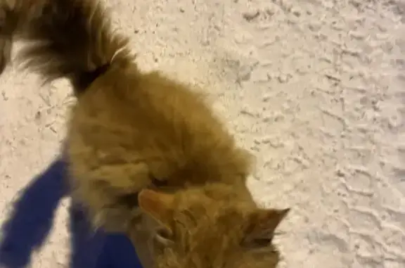 Кошка на Досуговском шоссе, ищем хозяина