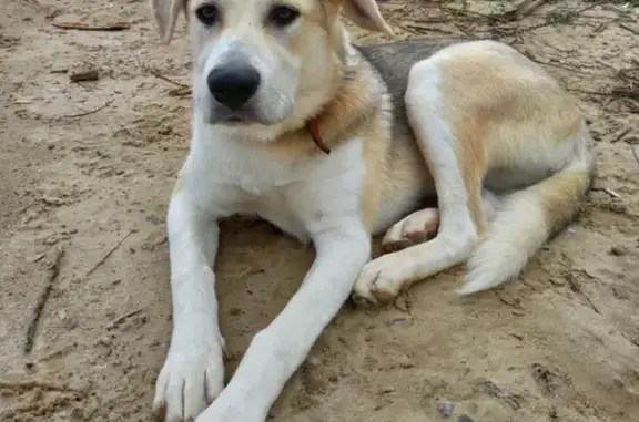 Пропала собака Греси на Кедровой ул. в Сингапае