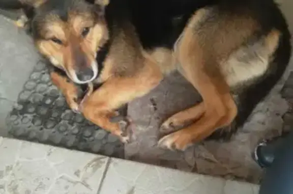 Собака Кобель найдена в Ланьшинском, Тульская область