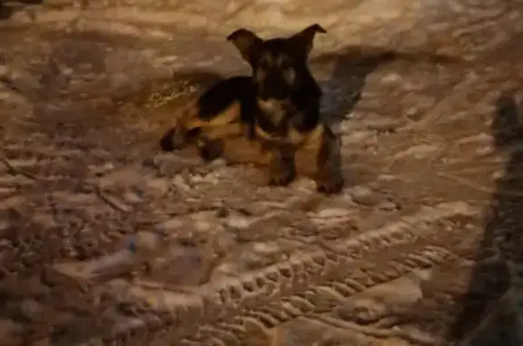 Найдена собака в Новосиньково, ищем хозяев