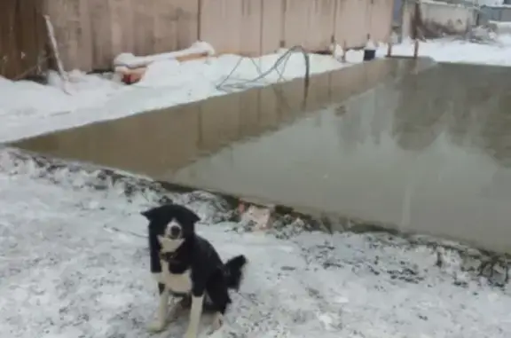 Пропала собака Лайка на Московском проспекте в Ярославле