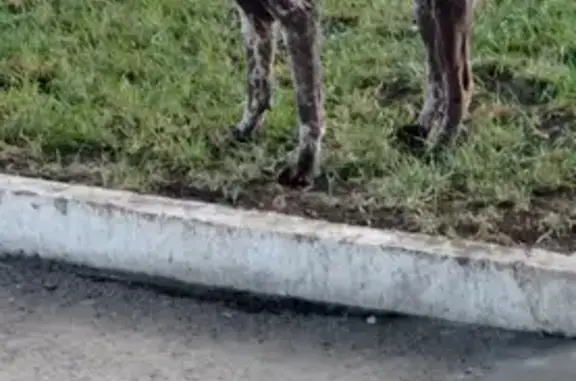 Найдена собака в Сочи (с фото)