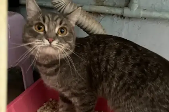 Кошка найдена на Марченко, 25А, Челябинск