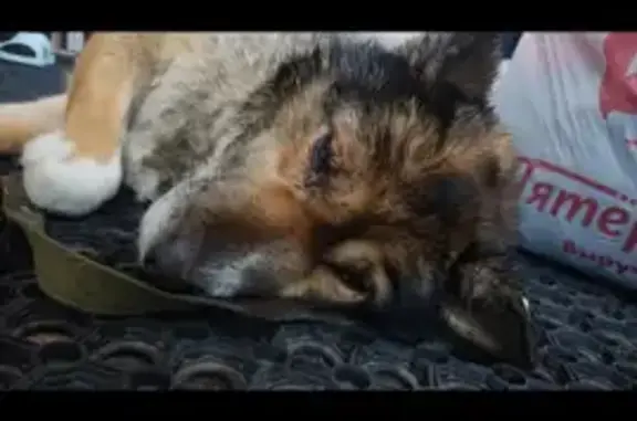 Собака-девочка найдена на улице Мичурина, 105, Казань.