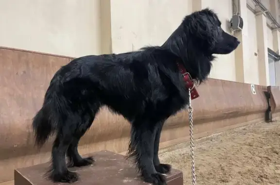 Найдена собака в Новом Домодедово, ищем хозяина!