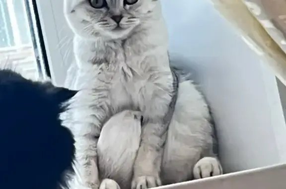 Кошки потеряшки, Санкт-Петербург, фото: Потеряшка кошка Тедди на Гранитной, СПб