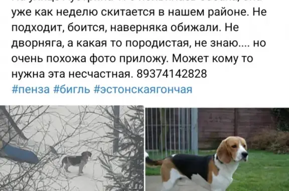 Найдена собака в районе Сэр, ул. Аустрина (178-180) в Пензе