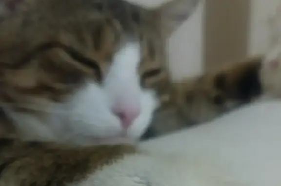 Кошки потеряшки, Холм-Жирковский район, фото: Потеряшка кошка Кот, ул. Свердлова, 9, Холм-Жирковский