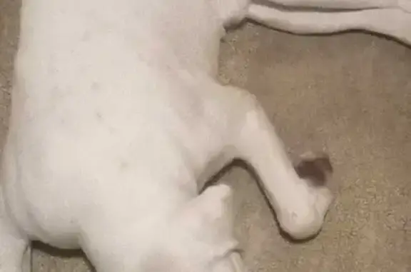 Собаки потеряшки, Ростов-на-Дону, фото: Потеряшка Немецкий боксёр Бакс, Снеговой переулок 27, Ростов-на-Дону