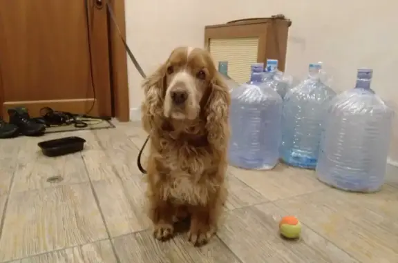 Собака найдена на Мичуринском пруду, Москва