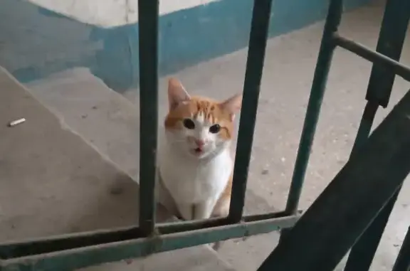 Найден кот на Словацкой, 23 в Донецке