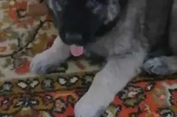 Пропала собака Риджи на улице Болотникова, Астрахань