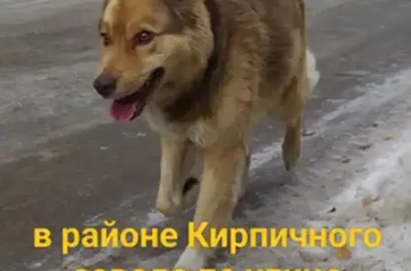 Пропала собака в лесу за Кирпичным заводом, Екатеринбург