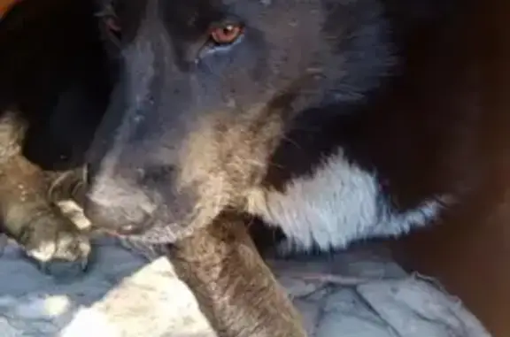 Пропала собака Джеки на Торфяной улице в Казани