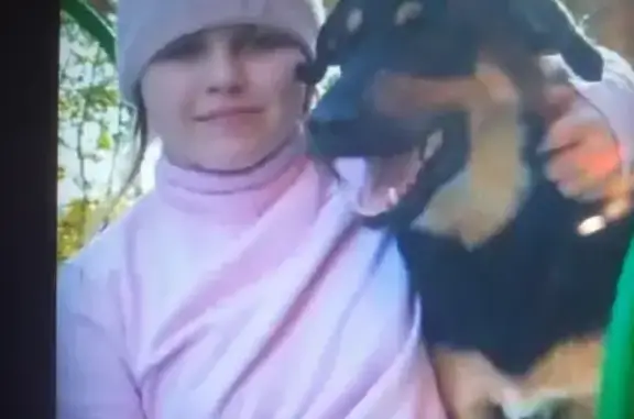 Пропала собака в Коломыцевском поселении