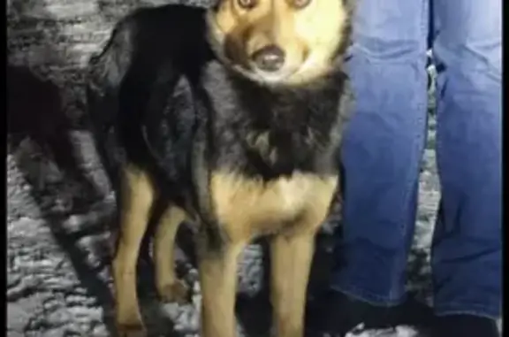Найдена собака без хозяев в Лен. обл. между Белоостровом и Песочным