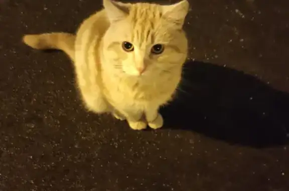Найден кот на Сапёрном проезде, Москва