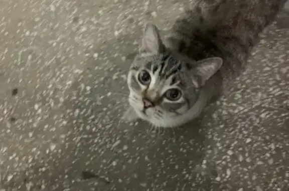 Кошка найдена на Ястынской улице