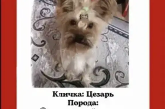 Пропала собака Цезарь на ул. Чебышева, Астрахань