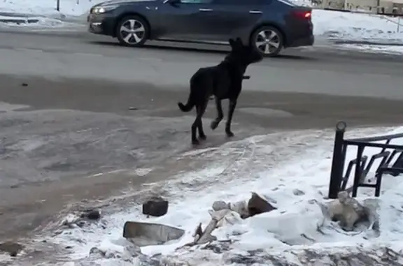 Собака ищет хозяина на улице Щорса, 17
