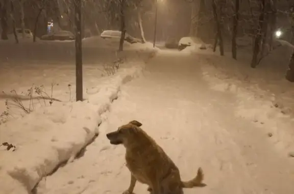 Пропала собака на Рязанском проспекте, Москва