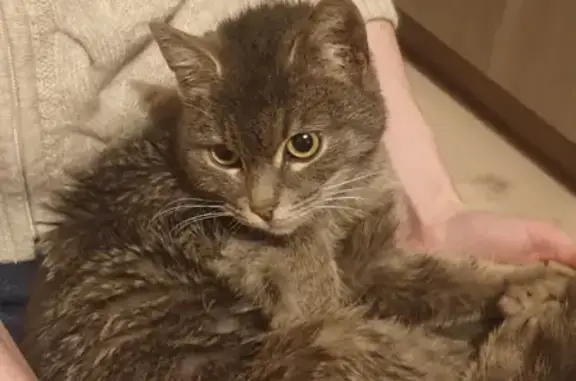 Пропала кошка: найдена на 2-й Советской улице в Жаворонках