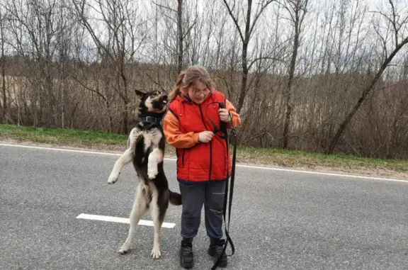 Пропала собака Граф в Московской области