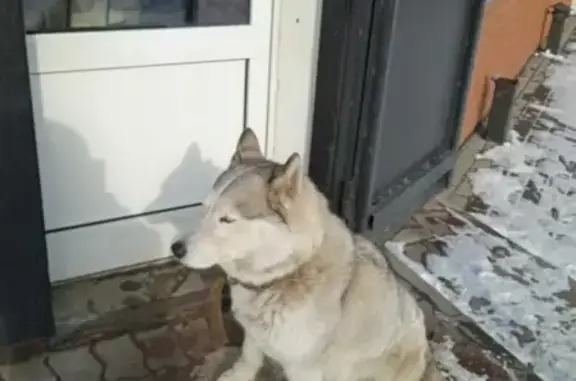 Найдена собака возле магазина Ларец, ул. Школьная, 91А