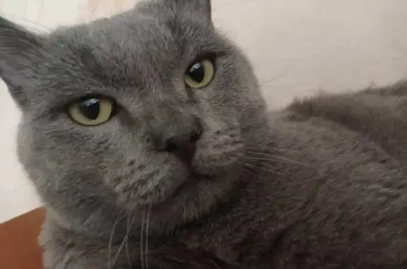 Объявления о пропавших и найденных животных, Курган, фото: Пропала кошка Филя на улице Бурова-Петрова, Курган