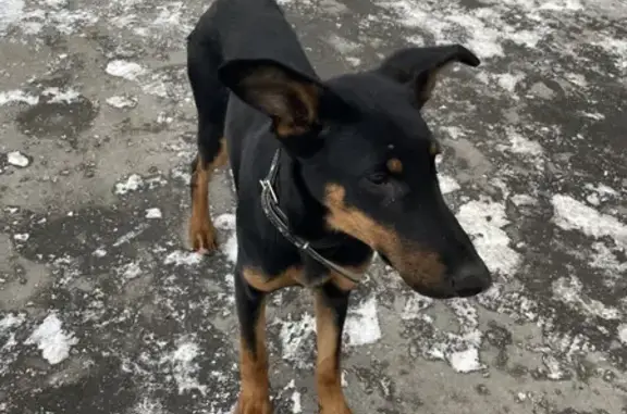 Найден щенок помесь добермана у Маршала Прошлякова, 19, Москва