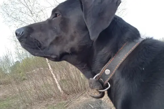 Пропала собака Филимон в Раздолье, Московская область